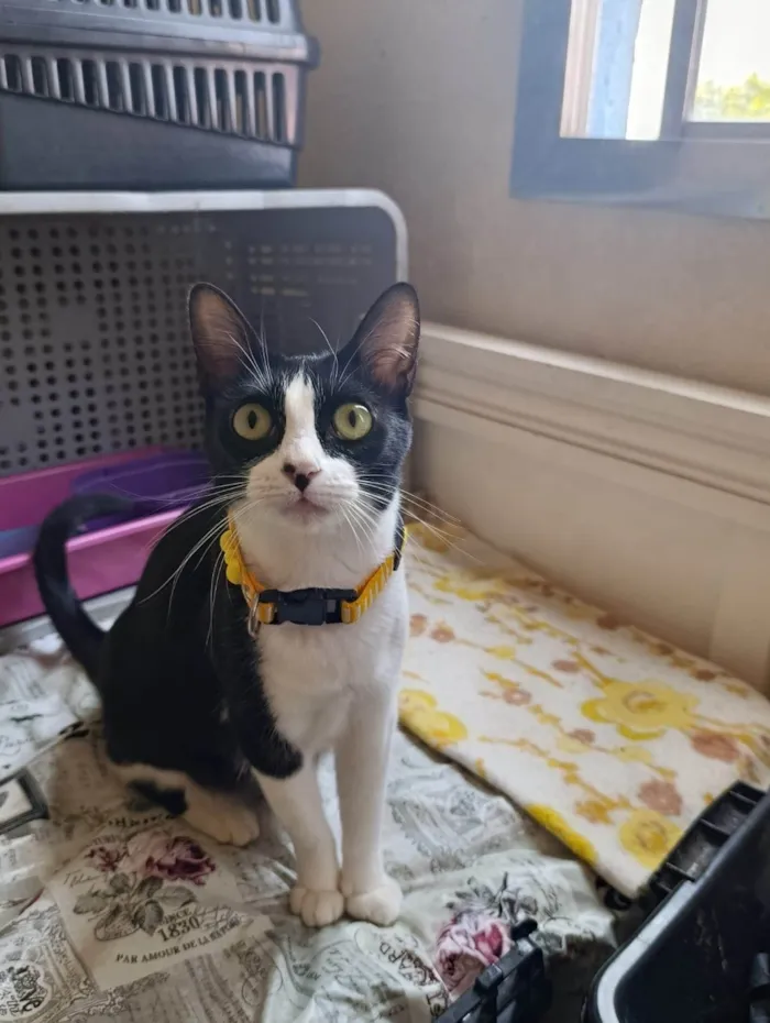 Gato ra a SRD-ViraLata idade 7 a 11 meses nome Princesa