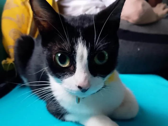 Gato ra a SRD-ViraLata idade 7 a 11 meses nome Princesa