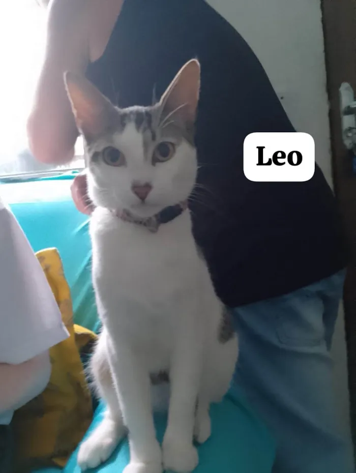 Gato ra a SRD-ViraLata idade 2 a 6 meses nome Léo
