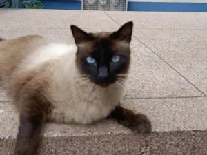 Gato raça Siamês idade 7 a 11 meses nome Bruna
