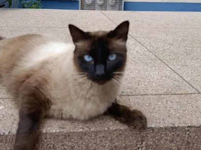 Gato raça Siamês idade 7 a 11 meses nome Bruna