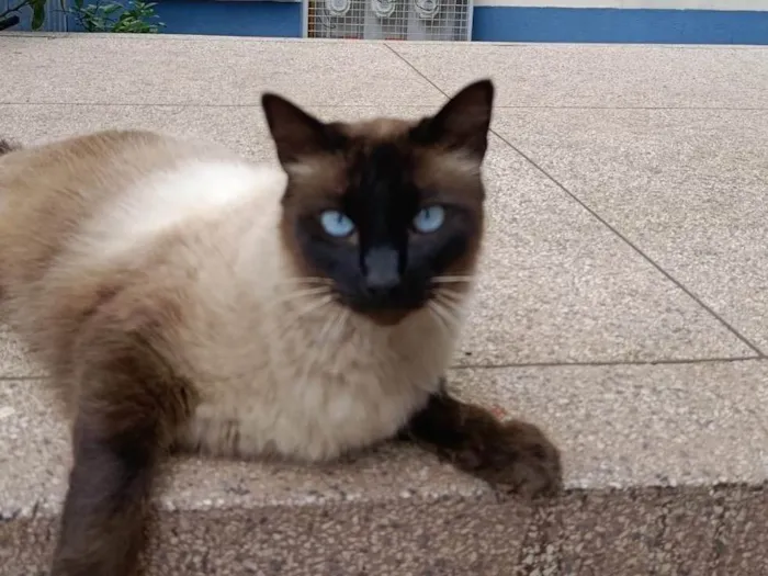 Gato ra a Siamês idade 7 a 11 meses nome Bruna