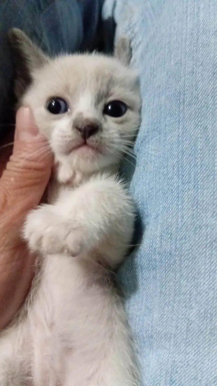 Gato ra a SRD-ViraLata idade 2 a 6 meses nome Branca