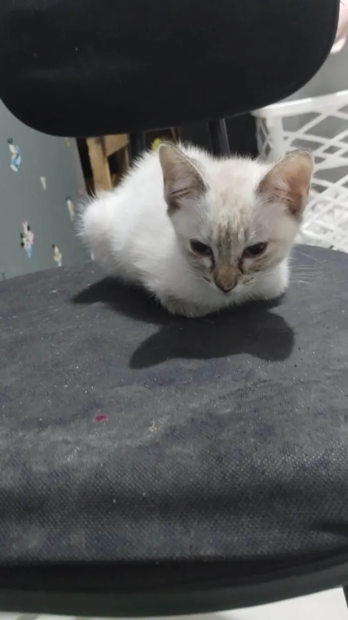 Gato ra a SRD-ViraLata idade 2 a 6 meses nome Branca