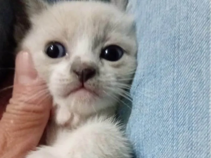 Gato ra a SRD-ViraLata idade 2 a 6 meses nome Branca