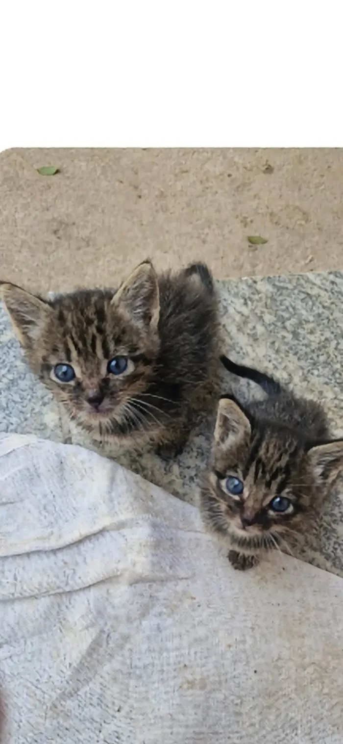Gato ra a SRD-ViraLata idade Abaixo de 2 meses nome Nina