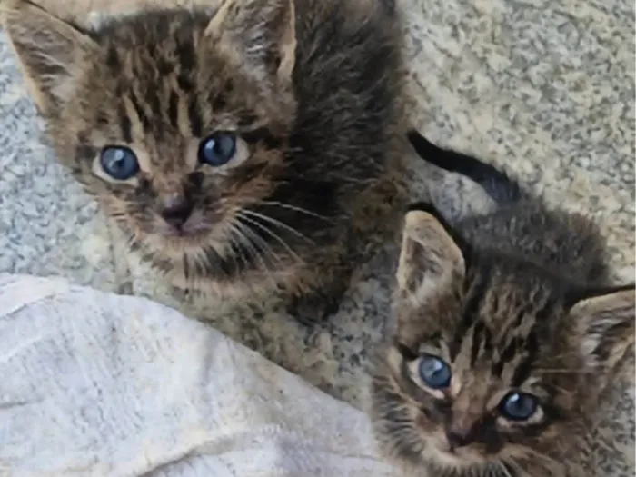 Gato ra a SRD-ViraLata idade Abaixo de 2 meses nome Nina