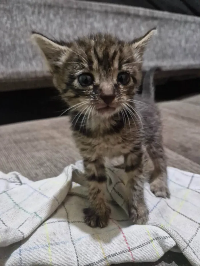 Gato ra a SRD-ViraLata idade Abaixo de 2 meses nome Nina