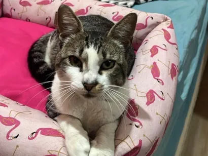 Gato raça SRD-ViraLata idade 1 ano nome Não tem nome 