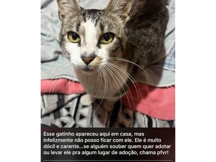 Gato ra a SRD-ViraLata idade 1 ano nome Não tem nome