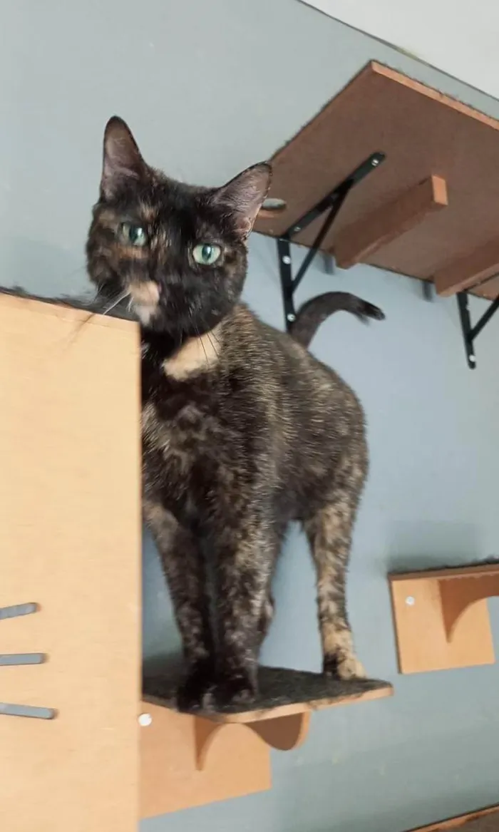 Gato ra a SRD-ViraLata idade 2 anos nome ISABELE