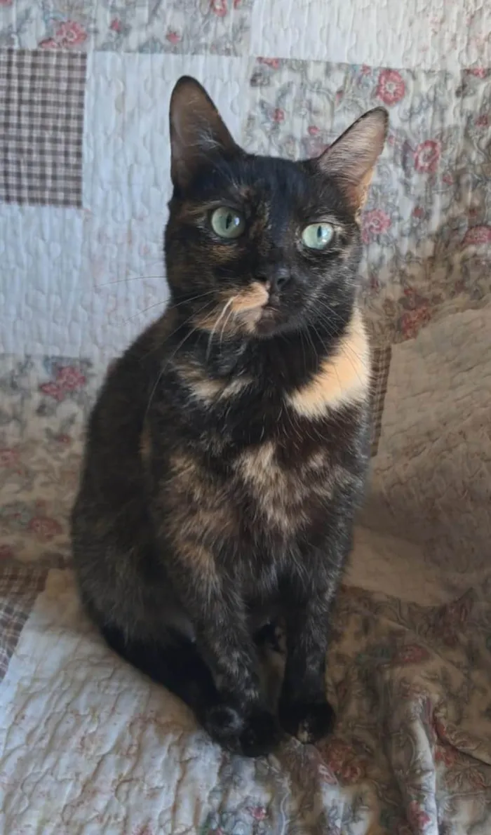 Gato ra a SRD-ViraLata idade 2 anos nome ISABELE