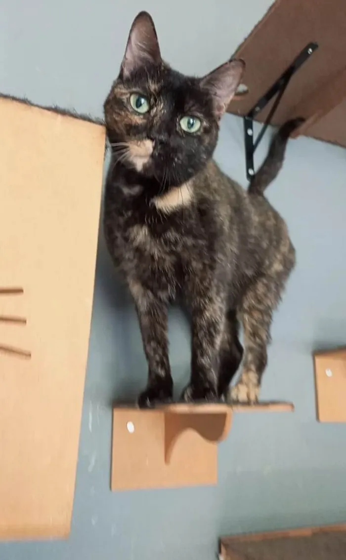 Gato ra a SRD-ViraLata idade 2 anos nome ISABELE