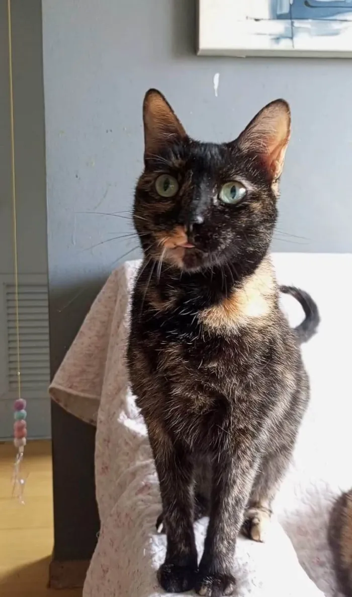 Gato ra a SRD-ViraLata idade 2 anos nome ISABELE