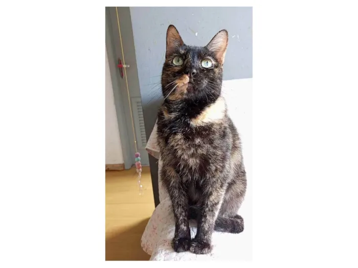 Gato ra a SRD-ViraLata idade 2 anos nome ISABELE