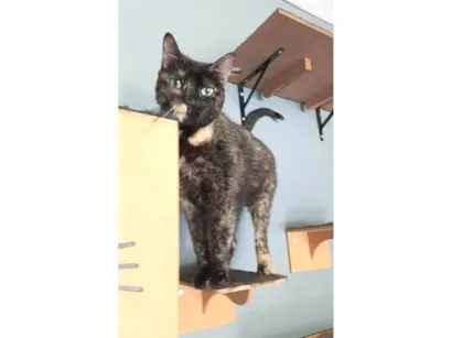 Gato raça SRD-ViraLata idade 2 anos nome ISABELE