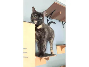 Gato raça SRD-ViraLata idade 2 anos nome ISABELE