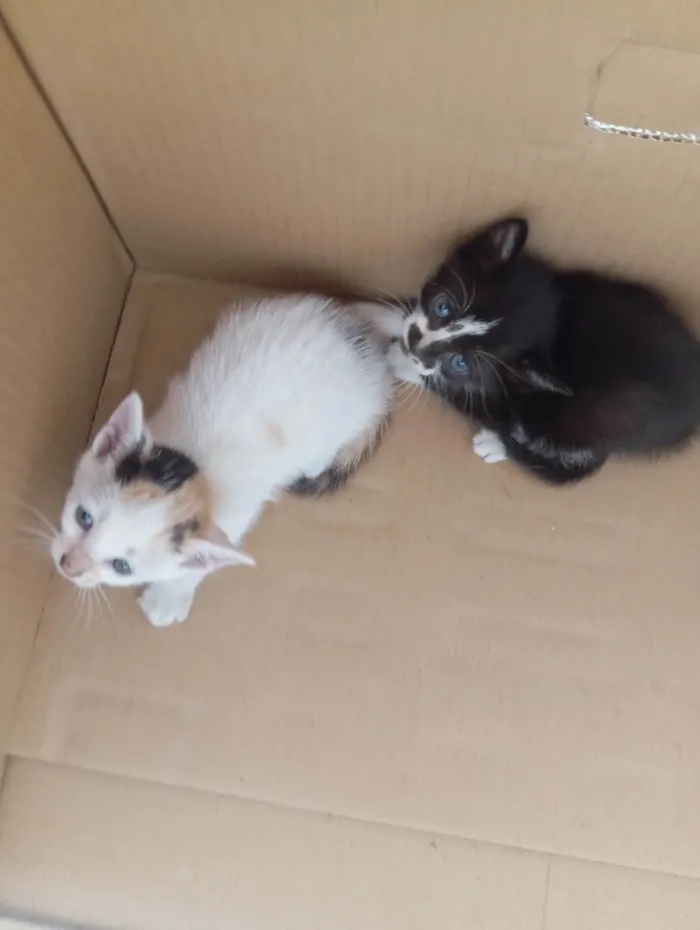 Gato ra a SRD-ViraLata idade Abaixo de 2 meses nome Sem nome