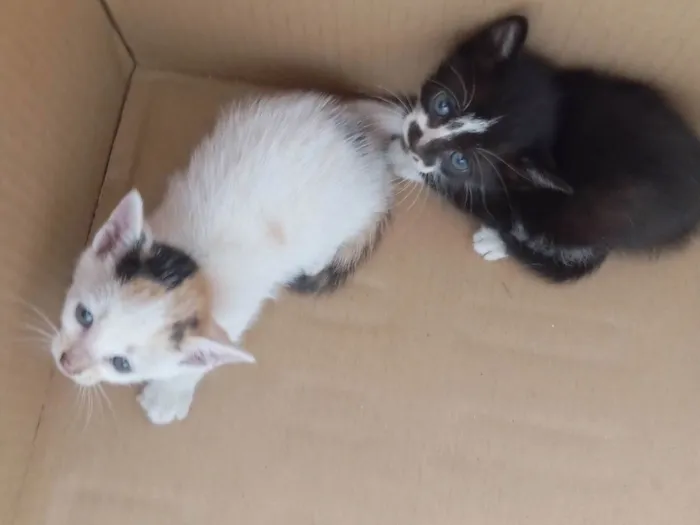 Gato ra a SRD-ViraLata idade Abaixo de 2 meses nome Sem nome