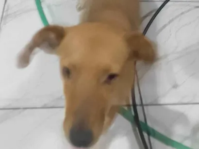 Cachorro raça SRD-ViraLata idade 2 anos nome Diana 