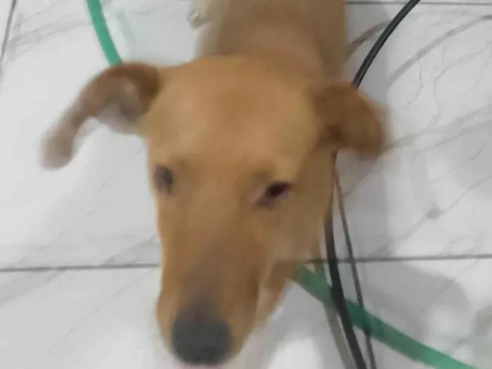 Cachorro ra a SRD-ViraLata idade 2 anos nome Diana 