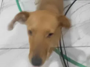 Cachorro raça SRD-ViraLata idade 2 anos nome Diana