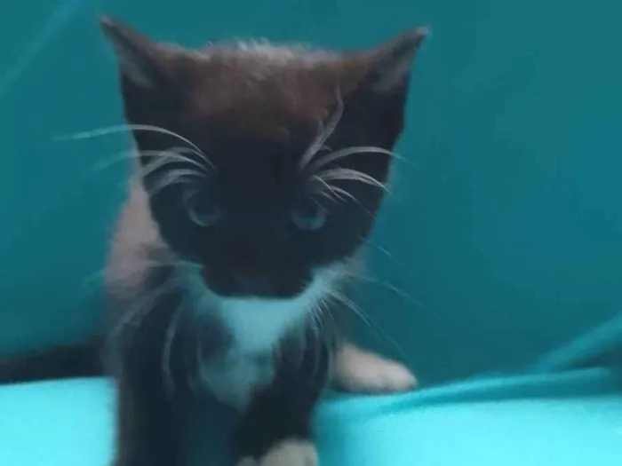 Gato ra a SRD-ViraLata idade 2 a 6 meses nome Frajola