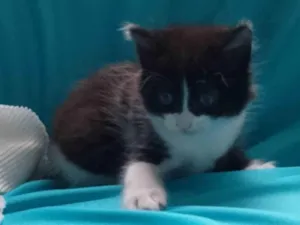 Gato raça SRD-ViraLata idade 2 a 6 meses nome Tom 