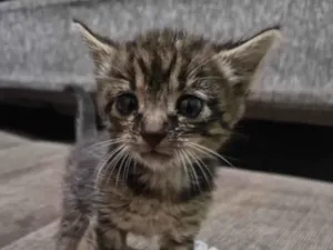 Gato raça SRD-ViraLata idade Abaixo de 2 meses nome Nina