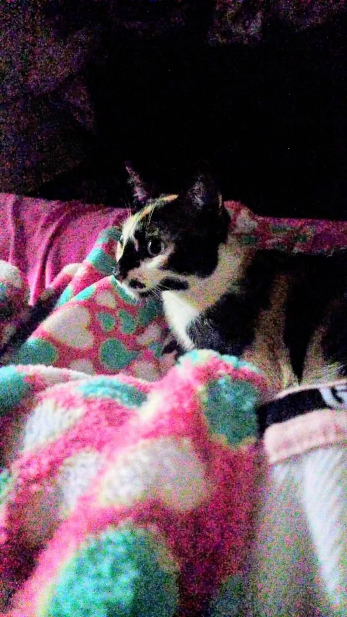 Gato ra a SRD-ViraLata idade 1 ano nome Lua