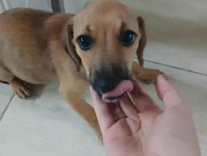 Cachorro raça SRD-ViraLata idade 2 a 6 meses nome Mel