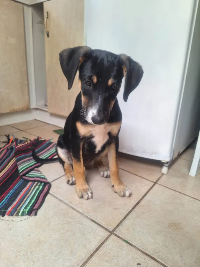 Cachorro ra a SRD-ViraLata idade 2 a 6 meses nome Paris