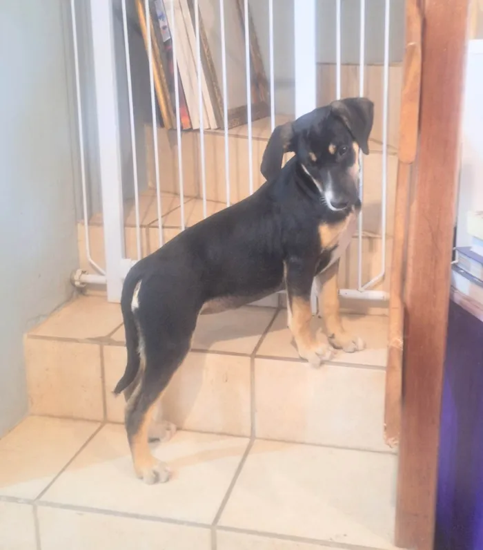 Cachorro ra a SRD-ViraLata idade 2 a 6 meses nome Paris