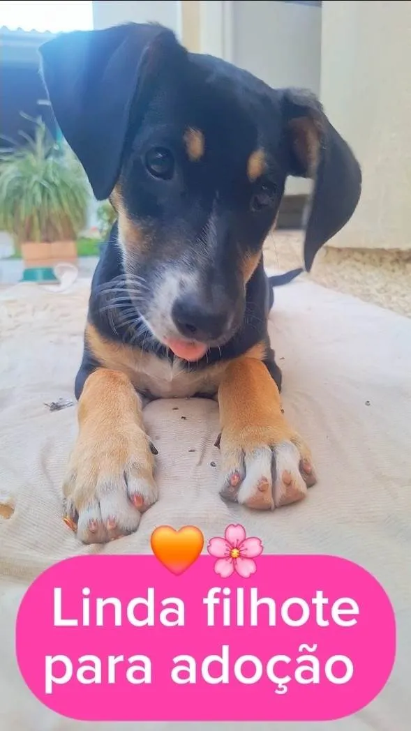 Cachorro ra a SRD-ViraLata idade 2 a 6 meses nome Paris