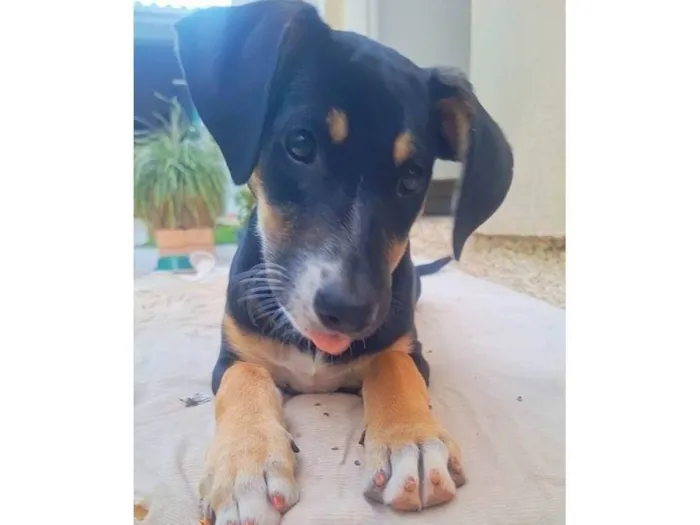 Cachorro ra a SRD-ViraLata idade 2 a 6 meses nome Paris
