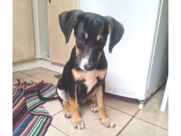 Cachorro ra a SRD-ViraLata idade 2 a 6 meses nome Paris