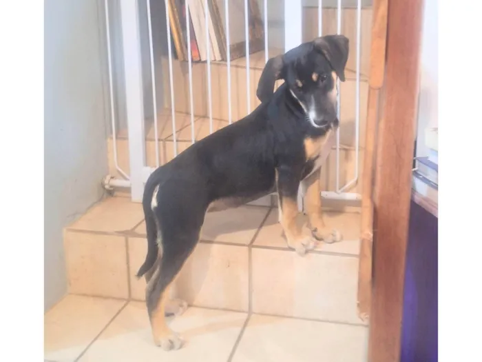 Cachorro ra a SRD-ViraLata idade 2 a 6 meses nome Paris