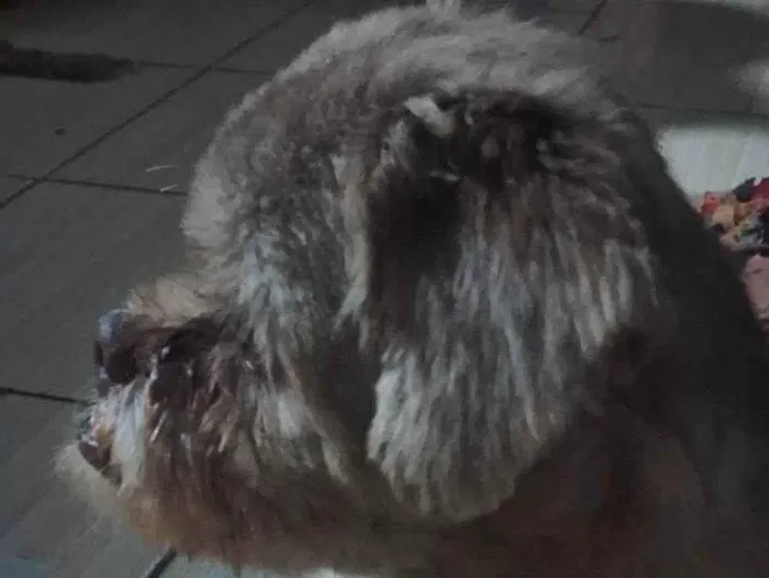 Cachorro ra a Shitzu idade 7 a 11 meses nome Dog Dog