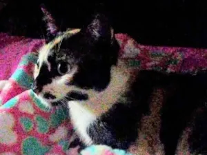 Gato raça SRD-ViraLata idade 1 ano nome Lua