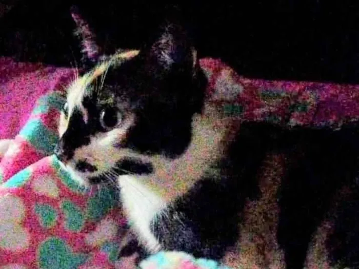 Gato ra a SRD-ViraLata idade 1 ano nome Lua