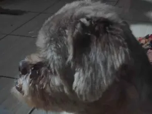 Cachorro raça Shitzu idade 7 a 11 meses nome Dog Dog