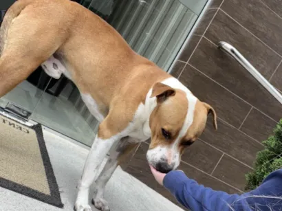 Cachorro raça SRD-ViraLata idade 4 anos nome Mike