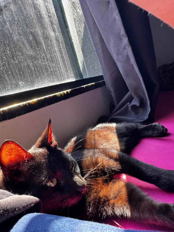 Gato raça SRD-ViraLata idade 7 a 11 meses nome Chelo