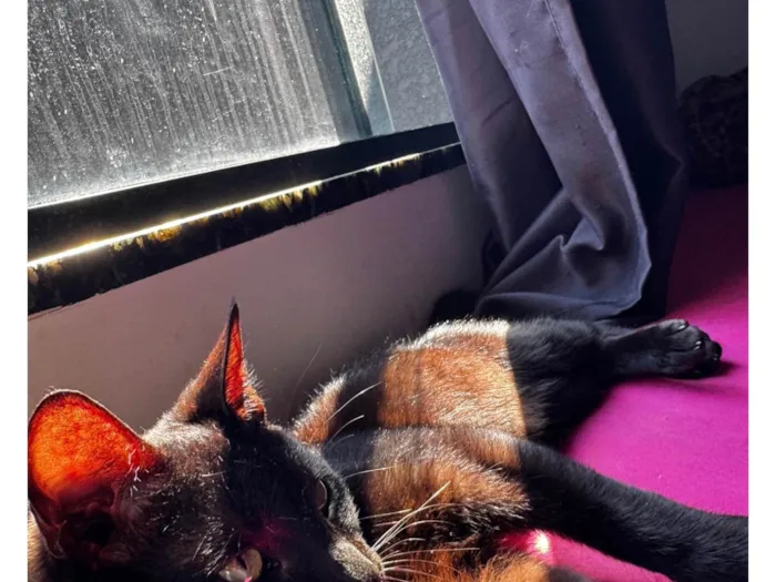 Gato raça SRD-ViraLata idade 7 a 11 meses nome Chelo