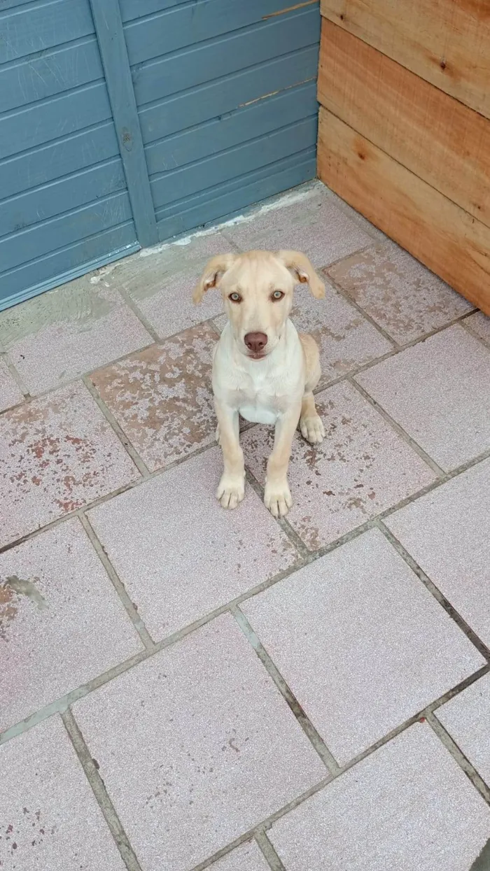 Cachorro raça Labrador idade 2 a 6 meses nome Thor