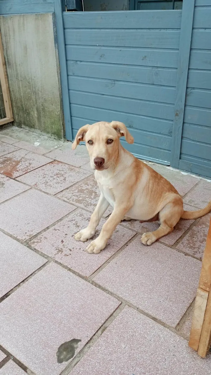 Cachorro raça Labrador idade 2 a 6 meses nome Thor