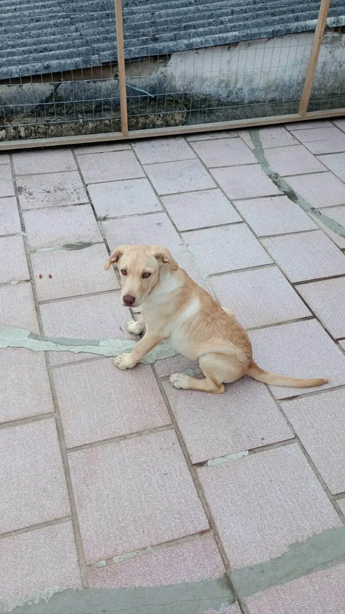Cachorro raça Labrador idade 2 a 6 meses nome Thor
