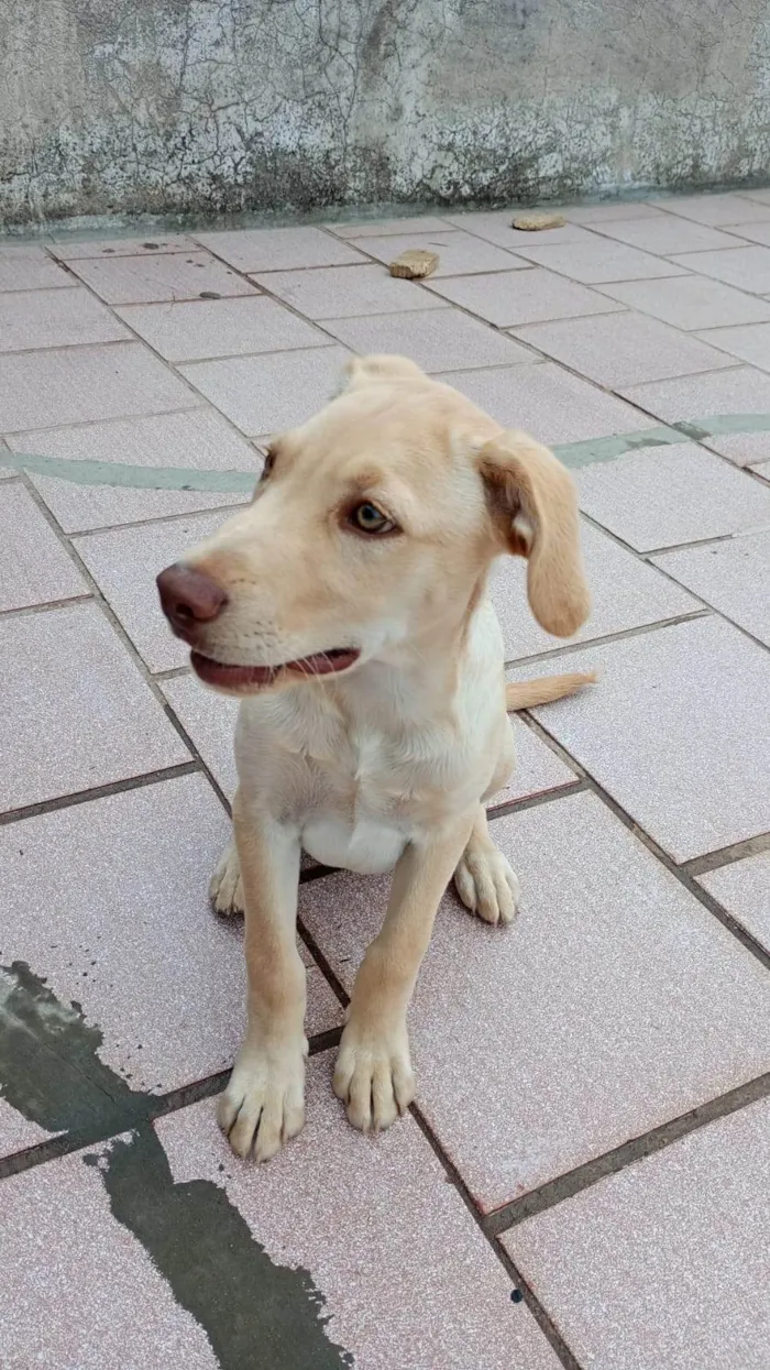 Cachorro raça Labrador idade 2 a 6 meses nome Thor