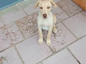 Cachorro raça Labrador idade 2 a 6 meses nome Thor