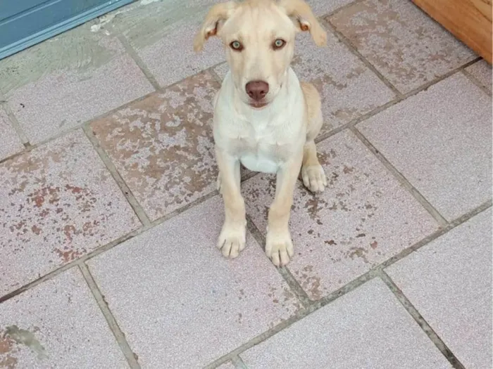 Cachorro raça Labrador idade 2 a 6 meses nome Thor